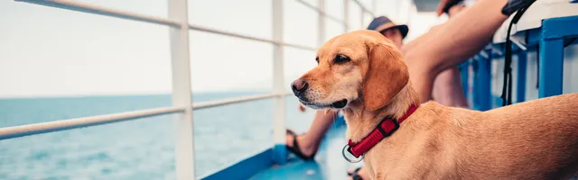 Hunde, der slås