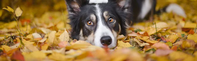 Hund ligger på blade